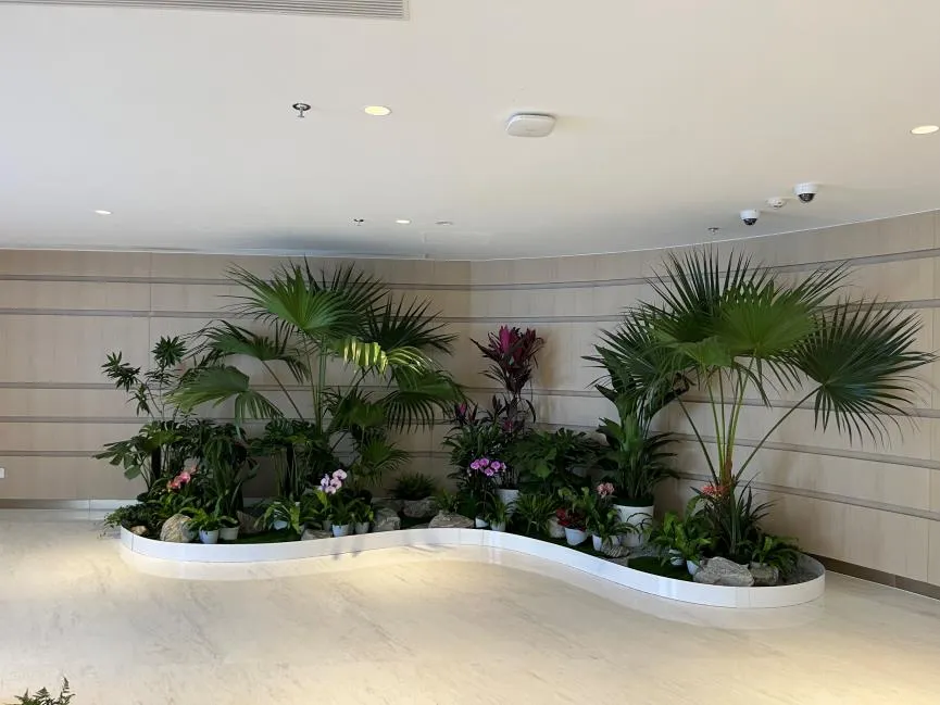 宁波花木出租专业